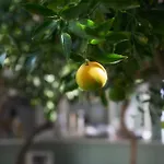 Appart hôtel Aegean Village