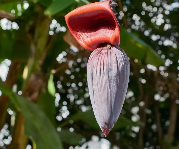 Aegean Village باروس